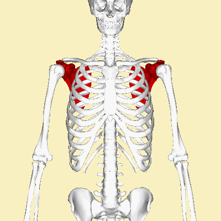 flat bones function
